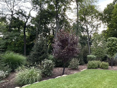 Shrubs