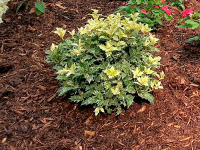 Mulch Installation, Midland Park, NJ