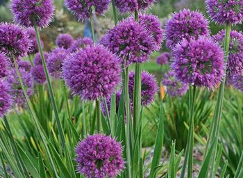 Allium