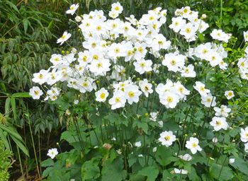 Anemone