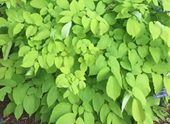 Aralia Sun King