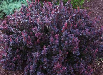Barberry