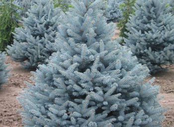 Blue Spruce