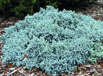 Blue Star Juniper