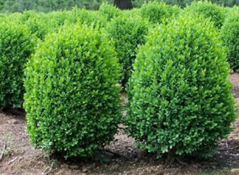 Boxwood
