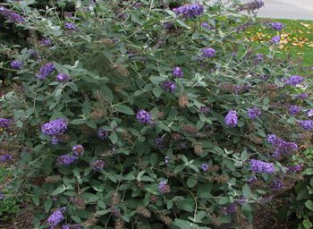 Butterfly Bush