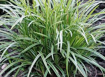 Carex