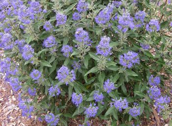 Caryopteris