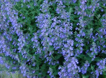 Catmint