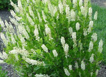 Clethera