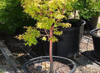 Coral Bark Maple