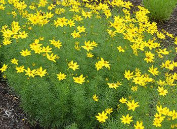 Coreopsis