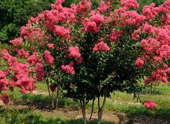 Crape Myrtle
