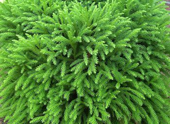 Cryptomeria Globosa