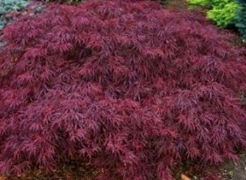 Cutleaf Japanese Maple