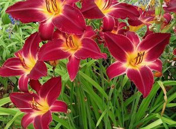 Daylily
