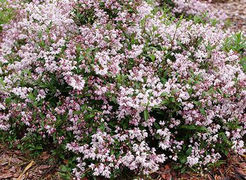 Deutzia