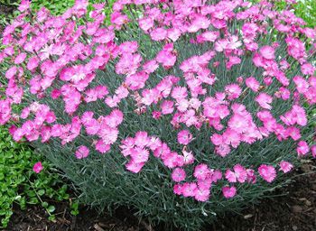 Dianthus