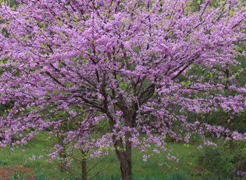 Eastern Redbud Tree