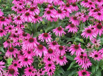 Echinacea