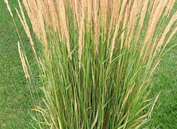 Feather Reed Grass