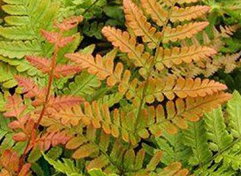 Fern