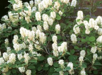 Fothergilla