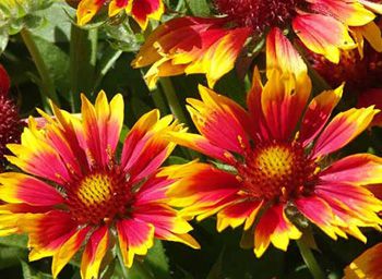 Gaillardia