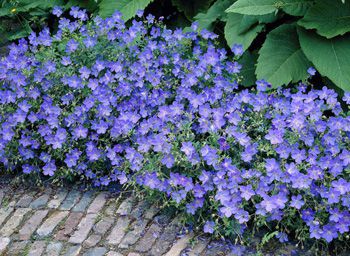 Geranium