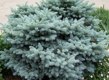Globe Blue Spruce