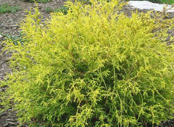Gold Thread Cypress