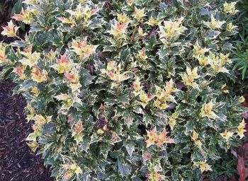 Goshiki Holly