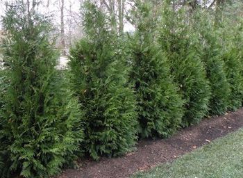Green Giant Arborvitae