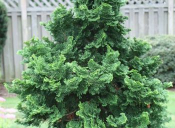 Hinoki Cypress