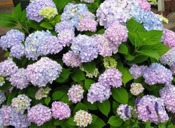 Hydrangea