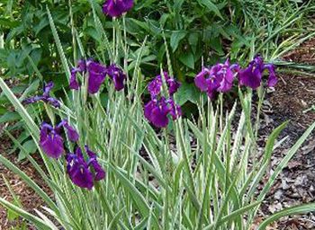 Iris