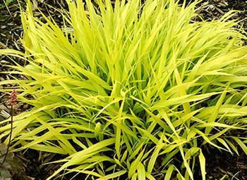 Japanese Forest Grass
