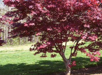 Japanese Maple Tree