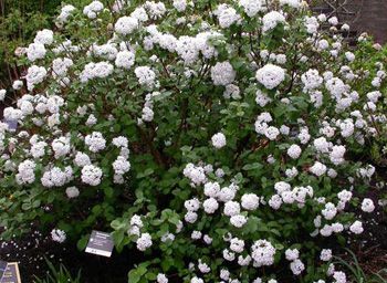 Korean Spice Viburnum