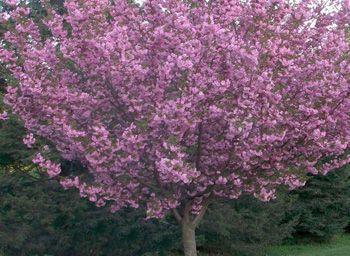 Kwanzan Cherry Tree