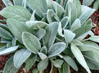 Lambs Ear