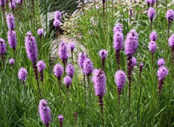 Liatris