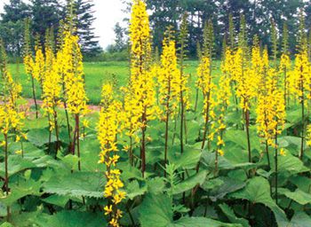 Ligularia