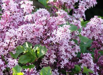 Lilac