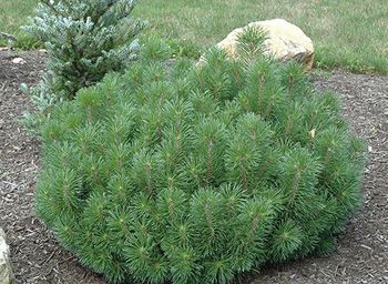 Mugo Pine