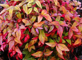 Nandina