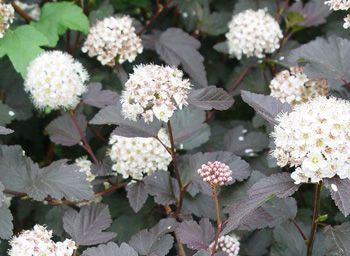 Ninebark