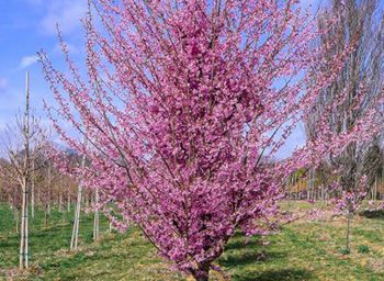 Okame Cherry Tree