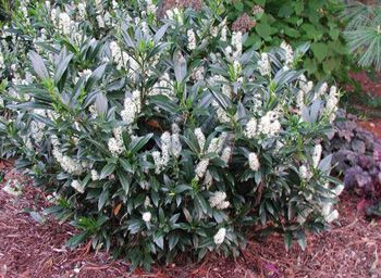 Otto Luyken Cherry Laurel