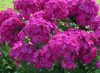 Phlox